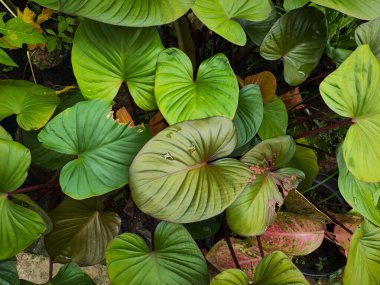 Fil kulağı ya da Colocasia esculenta, güzel süs bitkisi Homalomena rubescens üst görünümü