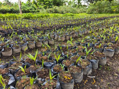 Çocuk yuvası Pometia Pinnata ya da anaokulundaki matoa km12 balikpapan, Endonezya.