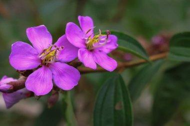 Melastoma malabatricum bir çalılıktır ve Melastomataceae ailesine aittir. Mor bir tacı olduğu için kolayca tanınan vahşi bir bitkidir.