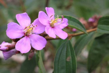 Melastoma malabatricum bir çalılıktır ve Melastomataceae ailesine aittir. Mor bir tacı olduğu için kolayca tanınan vahşi bir bitkidir.