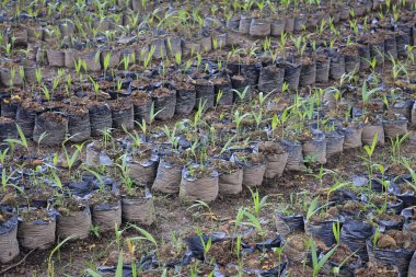 Kreş Ficus Microcarpa ya da Beringin Kimeng çocuk yuvası Km12 balikpapan, Endonezya.