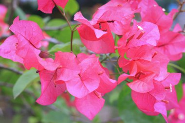 Yeşil yapraklı parlak pembe bougainvillea çiçekleri, yeşil yapraklı pembe bougainvillea çiçekleri..