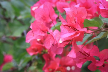 Yeşil yapraklı parlak pembe bougainvillea çiçekleri, yeşil yapraklı pembe bougainvillea çiçekleri..