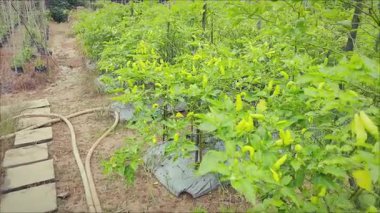 Capsicum annuum (biber) çeşitli Doğu yemeklerinde kullanılan malzemelerdir. Baharatlı bir tat al. Sonuç yeşildir. Olgun meyveler kırmızıdır. Endonezya 'daki Chili Garden Öğleden Sonra Işığıyla.