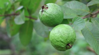 Bahçedeki bir dalda taze guava meyvesi. Ağaçta iki yeşil guava meyvesi, yeşil guava yaprakları. Ağaçta doğal yeşil yapraklı guava meyvesi.