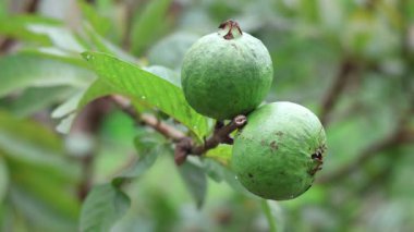 Bahçedeki bir dalda taze guava meyvesi. Ağaçta iki yeşil guava meyvesi, yeşil guava yaprakları. Ağaçta doğal yeşil yapraklı guava meyvesi.