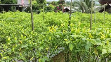 Capsicum annuum (biber) çeşitli Doğu yemeklerinde kullanılan malzemelerdir. Baharatlı bir tat al. Sonuç yeşildir. Olgun meyveler kırmızıdır. Endonezya 'daki Chili Garden Öğleden Sonra Işığıyla.