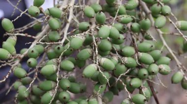 Manila palmiyesi, Merrillii palmiyesi olarak da bilinen Adonidia merrillii çiçeğine yakından bakın.