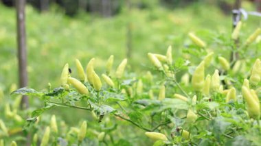 Capsicum annuum (biber) çeşitli Doğu yemeklerinde kullanılan malzemelerdir. Baharatlı bir tat al. Sonuç yeşildir. Olgun meyveler kırmızıdır. Endonezya 'daki Chili Garden Öğleden Sonra Işığıyla.