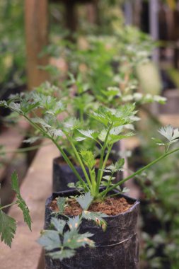 Taze kereviz tohumu tohumu. Yeşil evde, poli torbasında.. 