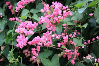 Antigonon leptopus, karabuğday familyasından bir sarmaşık türüdür ve genellikle mercan sarmaşığı ya da kraliçe çelengi olarak bilinir. Bu tırmanan sarmaşık genellikle gösterişli pembe çiçeklerle karakterize edilir..