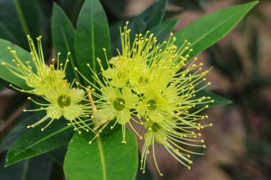 Pohutukawa(Metrosideros excelsa) known as the New Zealand christmas tree, Xanthostemon is a genus of trees and shrubs in the family Myrtaceae. clipart