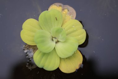 Su marulu (Pistia stratiotes) yüzen bitkiler göletler ve nehirler üzerinde yetişir. Çok yeşildir ve suyun üstündeki çiçeklere benzer. Bu su marulu bitkileri nehri taze tutar ve iyileştirir.