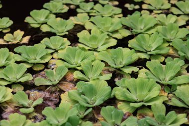 Su marulu (Pistia stratiotes) yüzen bitkiler göletler ve nehirler üzerinde yetişir. Çok yeşildir ve suyun üstündeki çiçeklere benzer. Bu su marulu bitkileri nehri taze tutar ve iyileştirir.