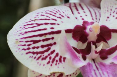 Phalaenopsis Orkidesi I-Hsin Susam Çiçeği 'ni kapatın. İnce kırmızı noktalar bu çiçeği eşsiz bir görünüş için doldurur..