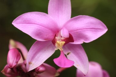 Filipin yer orkidesi olarak bilinen Spatthoglottis plicata 'nın yakın plan çekimi, ya da Endonezya dilinde 