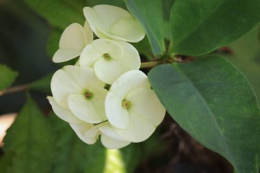 Euphorbia milii, Euphorbia cinsinin 2000 'den fazla türünden biridir. Orijinal türün adı E. milii çeşitliliğindeki ihtişam. Tesisin Orta Doğu 'da kurulduğu düşünülüyor. .