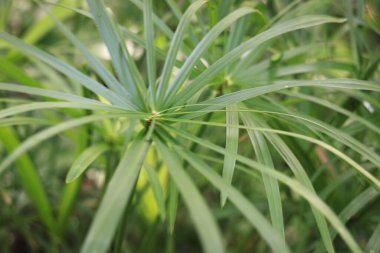 Cyperus scariosus, Cyperaceae familyasına ait bir bitki türü. Bu tür de Poales tarikatının bir parçasıdır. Cyperus scariosus türü Cyperus cinsinin bir parçasıdır.