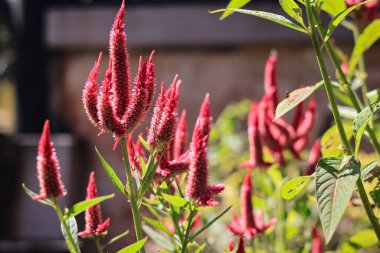 Celosia argentea var cristata, bahçede horoz ibiği çiçeği olarak da bilinir. Bu çiçek ilaç ve süs olabilir. Tanaman Boroco, Bayam Kucing