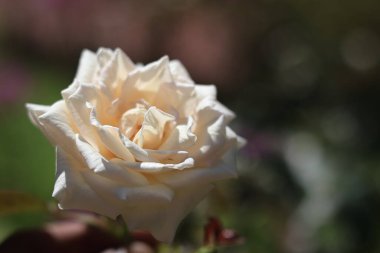 Beyaz Gül 'ün yakınında yeşil yapraklardan oluşan bir arka planda beyaz güller açar. Güzel yaz çiçeği. Botanik bahçesinde doğal arka plan.