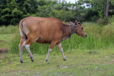 Bir grup inek bir tarlada sıranın önünde kameraya ve mavi gökyüzüne meraklı bir şekilde bakıyor.