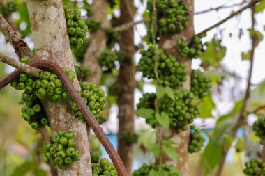 Gövdeden filizlenen yabani fistulosa meyvesi kümesi, sıradan incir ya da ağaçtaki Ficus carica meyvesi.