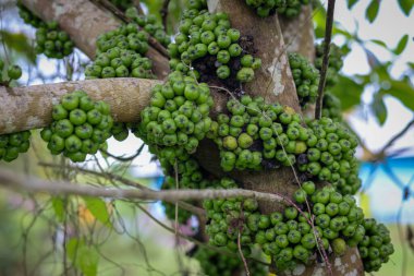 Gövdeden filizlenen yabani fistulosa meyvesi kümesi, sıradan incir ya da ağaçtaki Ficus carica meyvesi.