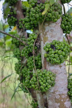 Gövdeden filizlenen yabani fistulosa meyvesi kümesi, sıradan incir ya da ağaçtaki Ficus carica meyvesi.