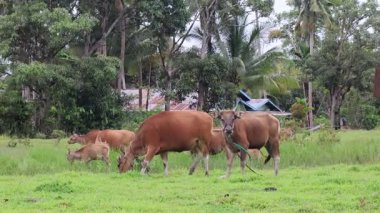 Bir grup inek bir tarlada sıranın önünde kameraya ve mavi gökyüzüne meraklı bir şekilde bakıyor.