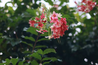 Ceguk bitkisinin çiçekleri (Combretum indicum) çok güzel çiçek açıyor. Quisqualis indica (or) Combretum indicum (Rangoon Creeper, Chinese Honey Suckle, Drunen Sailor) 