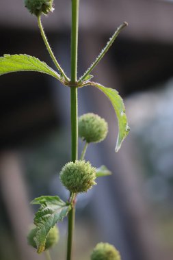 Hyptis capitata, bitki familyasından Lamiaceae familyasından yıllık olarak üretilen bir bitki türü..