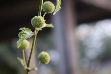 Hyptis capitata, bitki familyasından Lamiaceae familyasından yıllık olarak üretilen bir bitki türü..