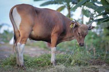 Yeşil bir tarlada duran sığır sürüsü, inek portresi, beyaz alevli, siyah burunlu ve dost canlısı ifadeli sevimli ve genç kırmızı bir sığır..