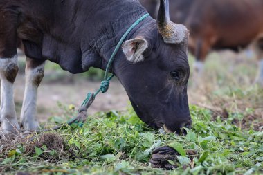 Endonezya 'da bir çiftlikte otlayan, boynu iple bağlanmış, sığır inekleri ve buzağılarla ot yiyen kahverengi bir ineğin yakın plan fotoğrafı. Saman yiyen sığırlar. Aidil adha için kurban ineği.