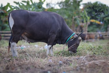 Endonezya 'da bir çiftlikte otlayan, boynu iple bağlanmış, sığır inekleri ve buzağılarla ot yiyen kahverengi bir ineğin yakın plan fotoğrafı. Saman yiyen sığırlar. Aidil adha için kurban ineği.