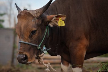 Kapalı inek kafası, güneşli yaz gününde çayırda meraklı kahverengi inek boynuna ip bağlanmış, Aidil Adha için kurban edilmiş inek..