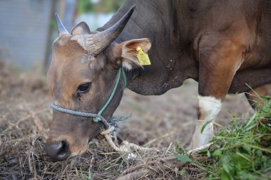 Endonezya 'da bir çiftlikte otlayan, boynu iple bağlanmış, sığır inekleri ve buzağılarla ot yiyen kahverengi bir ineğin yakın plan fotoğrafı. Saman yiyen sığırlar. Aidil adha için kurban ineği.