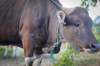 Kapalı inek kafası, güneşli yaz gününde çayırda meraklı kahverengi inek boynuna ip bağlanmış, Aidil Adha için kurban edilmiş inek..