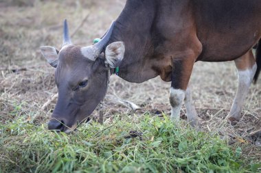 Endonezya 'da bir çiftlikte otlayan, boynu iple bağlanmış, sığır inekleri ve buzağılarla ot yiyen kahverengi bir ineğin yakın plan fotoğrafı. Saman yiyen sığırlar. Aidil adha için kurban ineği.