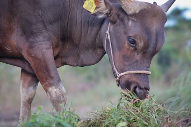 Endonezya 'da bir çiftlikte otlayan, boynu iple bağlanmış, sığır inekleri ve buzağılarla ot yiyen kahverengi bir ineğin yakın plan fotoğrafı. Saman yiyen sığırlar. Aidil adha için kurban ineği.