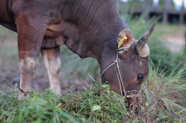 Endonezya 'da bir çiftlikte otlayan, boynu iple bağlanmış, sığır inekleri ve buzağılarla ot yiyen kahverengi bir ineğin yakın plan fotoğrafı. Saman yiyen sığırlar. Aidil adha için kurban ineği.