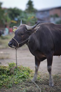 Kapalı inek kafası, güneşli yaz gününde çayırda meraklı kahverengi inek boynuna ip bağlanmış, Aidil Adha için kurban edilmiş inek..
