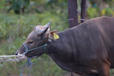 Yeşil bir tarlada duran sığır sürüsü, inek portresi, beyaz alevli, siyah burunlu ve dost canlısı ifadeli sevimli ve genç kırmızı bir sığır.