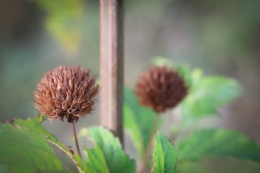 Kuru Hyptis capitata, bitki familyası Lamiaceae 'nin yıllık bitki örtüsü olan ve bulanık arkaplanda yaşayan bir bitki türüdür..