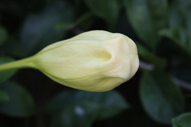 Solandra grandiflora çiçeği tomurcuğu yeşil yapraklı trompet şeklindeki çiçekler olarak bilinir ve Solanaceae (Solanaceae) cinsinin bir üyesidir..
