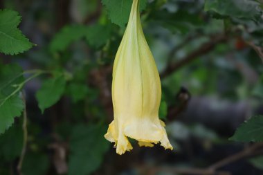 Solandra grandiflora, trompet şeklindeki yeşil yapraklı çiçekler olarak bilinir ve Solanaceae (Solanaceae) cinsinin bir üyesidir.