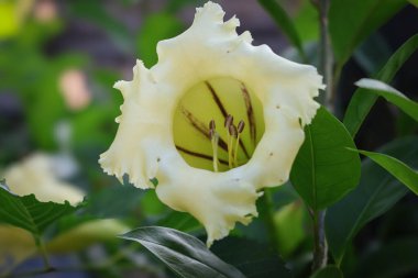 Solandra grandiflora, trompet şeklindeki yeşil yapraklı çiçekler olarak bilinir ve Solanaceae (Solanaceae) cinsinin bir üyesidir.