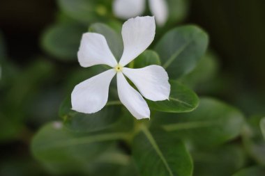 Beyaz menekşe (Catharanthus roseus) genellikle parlak gözler olarak bilinir, Beyaz Sadafuli, doğal bulanık arkaplan.