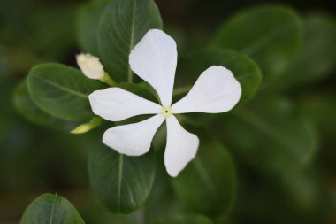 Beyaz menekşe (Catharanthus roseus) genellikle parlak gözler olarak bilinir, Beyaz Sadafuli, doğal bulanık arkaplan.