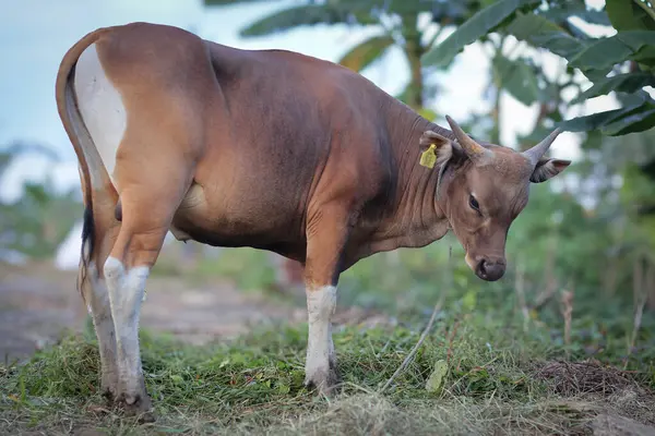 Yeşil bir tarlada duran sığır sürüsü, inek portresi, beyaz alevli, siyah burunlu ve dost canlısı ifadeli sevimli ve genç kırmızı bir sığır..